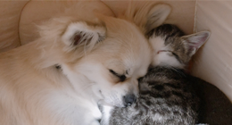 ペット子犬と子猫